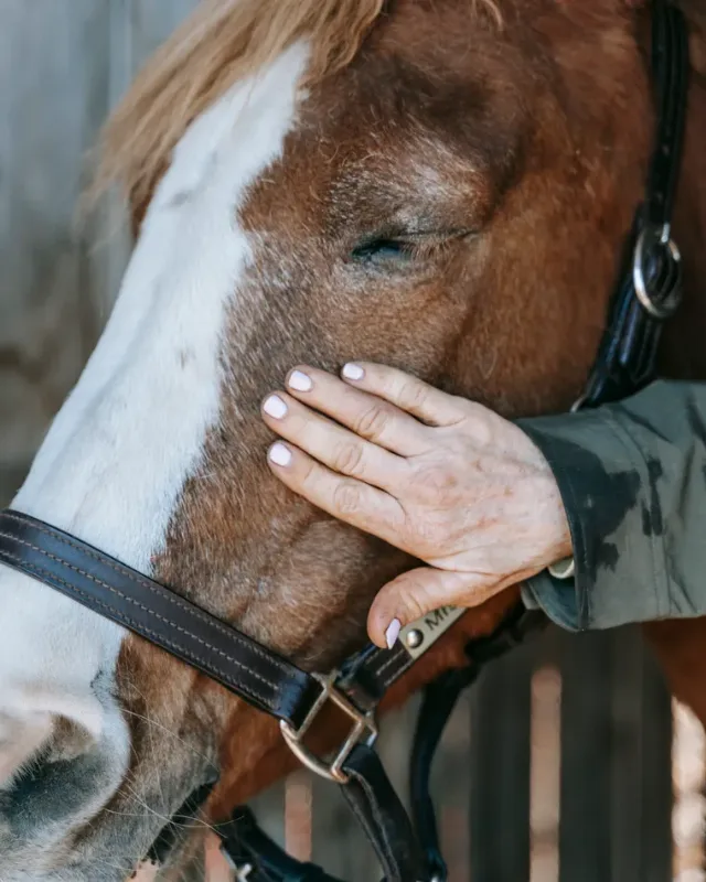 Digestive Supplements, About Equine Digestive Supplements, About Equine