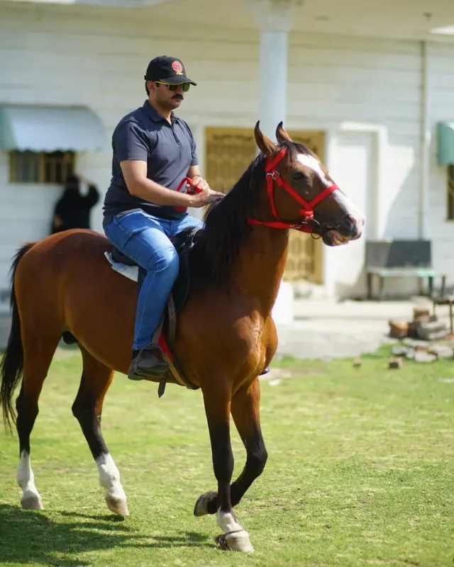 Equestrian Accessories, About Equine Equestrian Accessories, About Equine