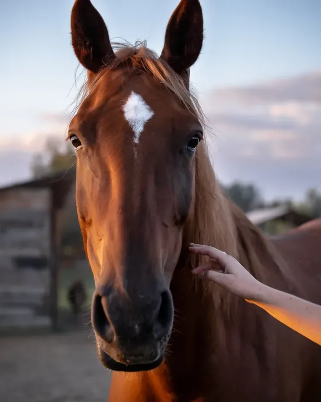 Hoof Care, About Equine
