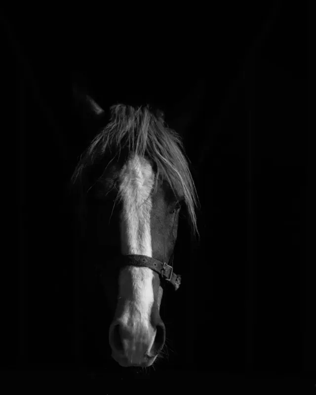 Hoof Supplements, About Equine Hoof Supplements, About Equine