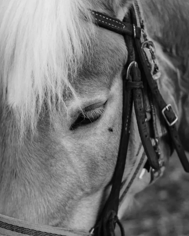 Horse Supplements, About Equine Horse Supplements, About Equine