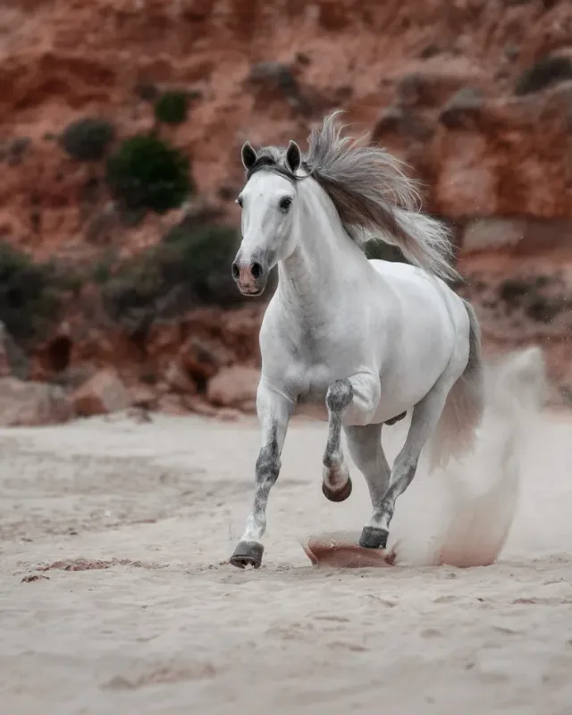 Horse Treats, About Equine Horse Treats, About Equine