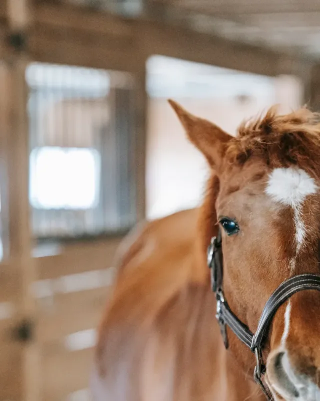 Saddle Pads & Numnahs, About Equine