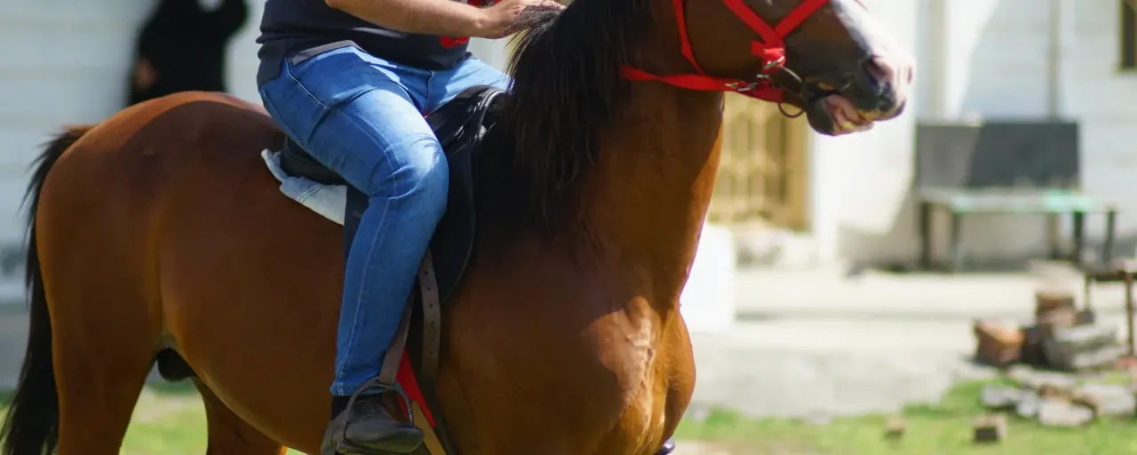 Equestrian Accessories from About Equine, equestrian outfitters in the UK Equestrian Accessories from About Equine, equestrian outfitters in the UK