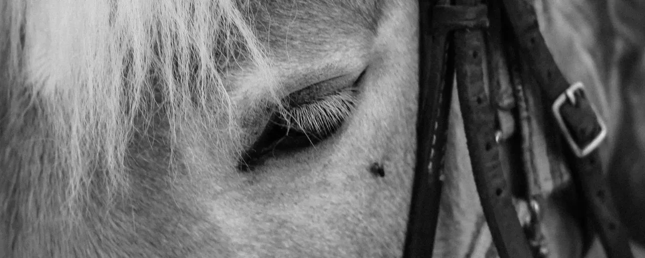 Fleece Rugs & Coolers from About Equine, equestrian outfitters in the UK Fleece Rugs & Coolers from About Equine, equestrian outfitters in the UK