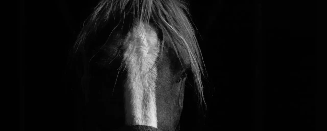 Hoof Supplements from About Equine, equestrian outfitters in the UK Hoof Supplements from About Equine, equestrian outfitters in the UK