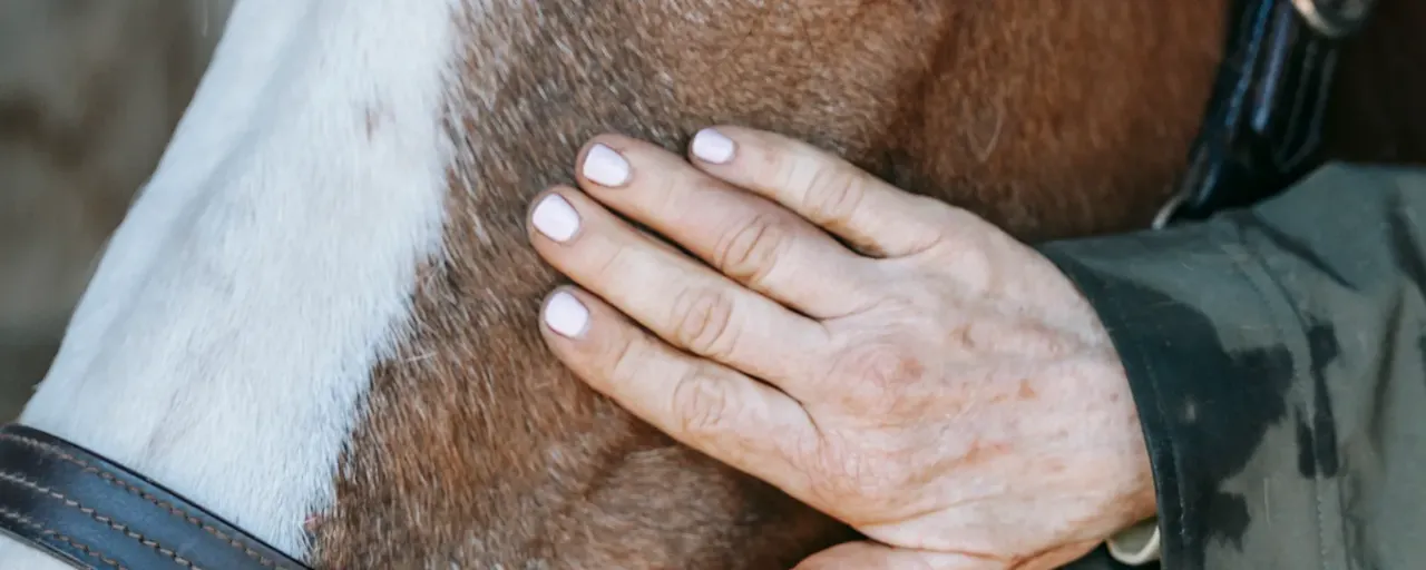 Horse Grooming Products from About Equine, equestrian outfitters in the UK