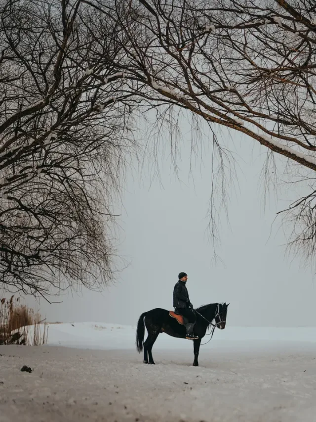 Horse Rugs collection