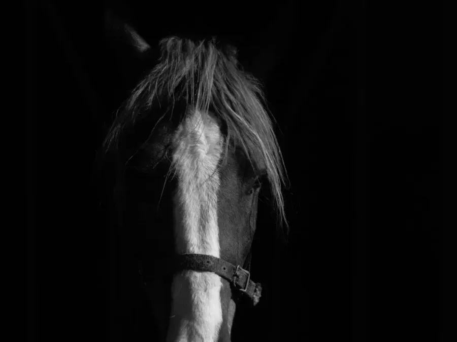 About Equine brand story