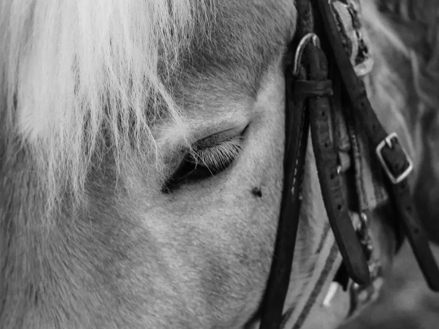 Horse wearing a turnout rug in a field