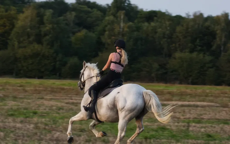 Essential Equipment for New Horse Owners