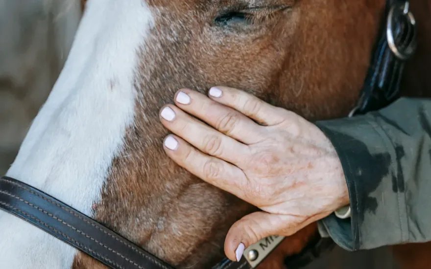 Essential Horse Grooming Equipment