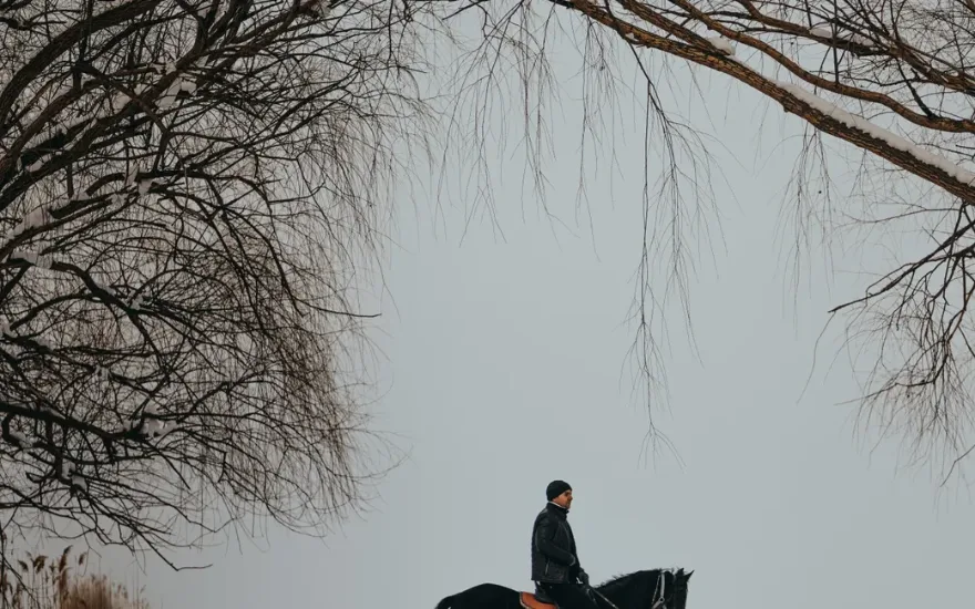 Horse Rug Types Explained